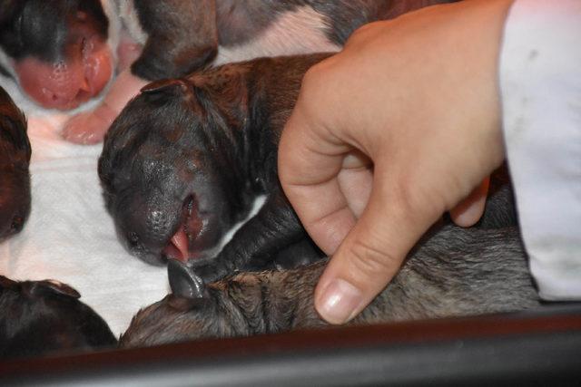 Kangal köpeği 'Haskız', sezaryenle doğum yaptı