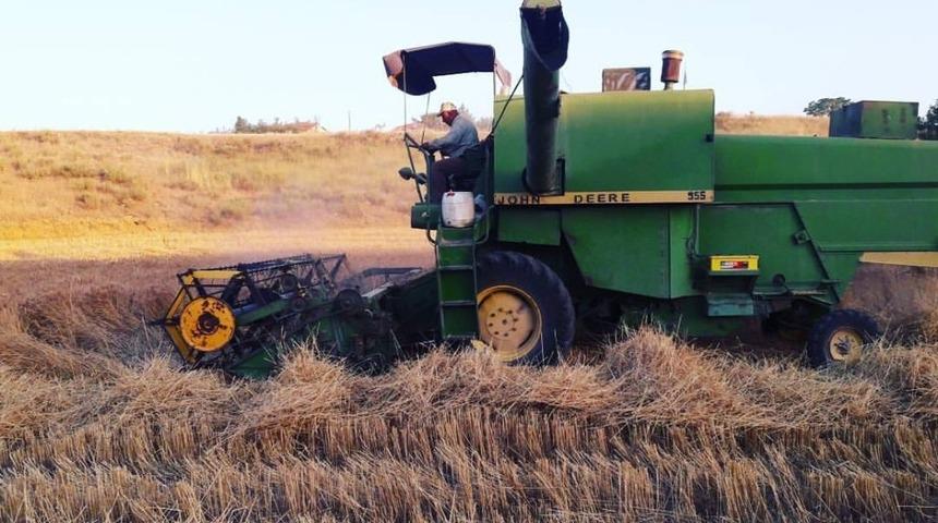 Nallıhan&rsquo;da arpa ve buğdaylar bi&ccedil;ilmeye başladı