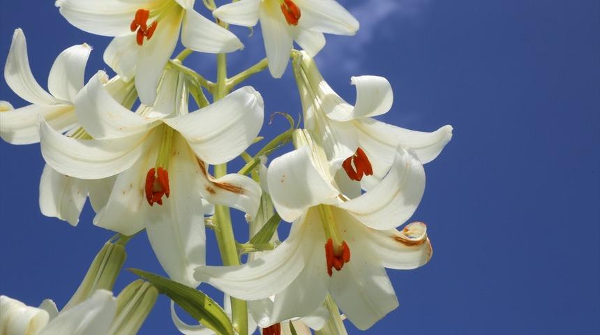 Bu zambağı koparmanın cezası 60 bin lira