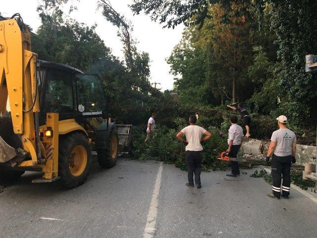 Devrilen ağaç Sakarya - Kocaeli arasında ulaşımı sağlayan yolu kapattı