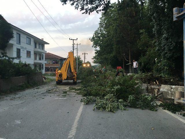 Devrilen ağaç Sakarya - Kocaeli arasında ulaşımı sağlayan yolu kapattı