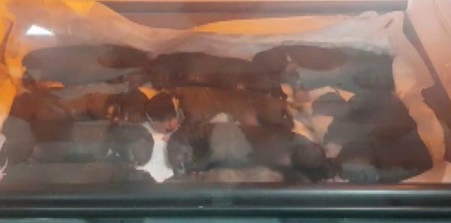 Kangal köpeği 11 yavru doğurdu