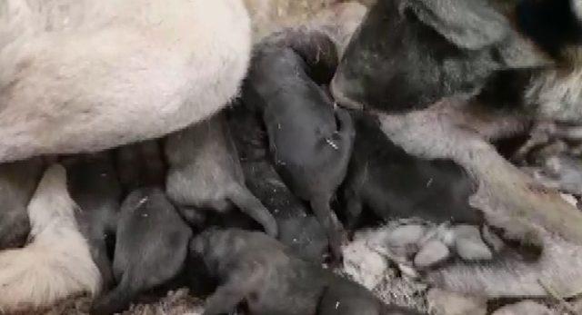 Kangal köpeği 11 yavru doğurdu