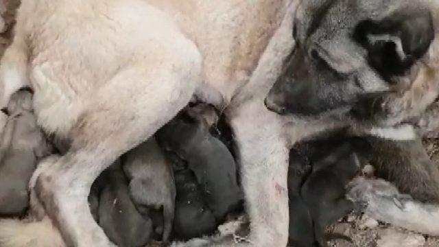 Kangal köpeği 11 yavru doğurdu
