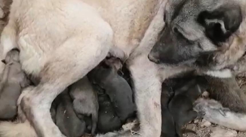 Kangal k&ouml;peği 11 yavru doğurdu