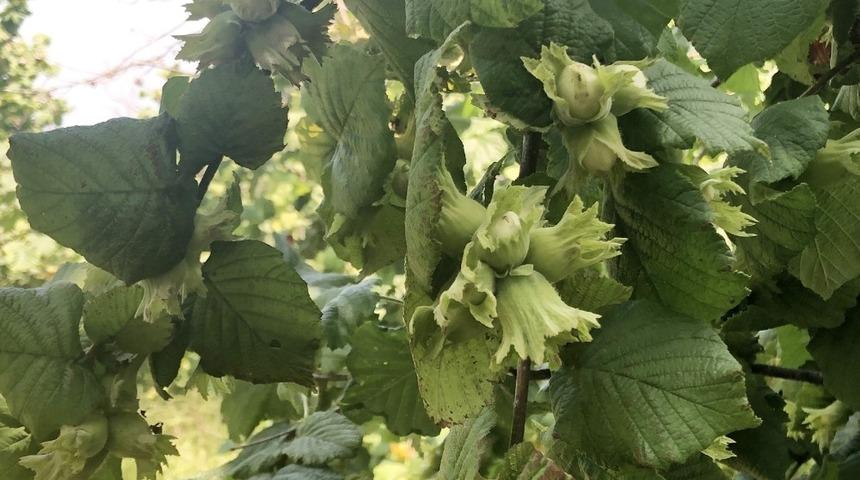 Fındıkta bereketli sezon heyecanı