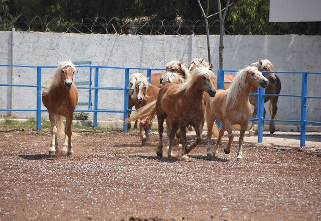 İzmir'de fayton dönemi kapandı (2)