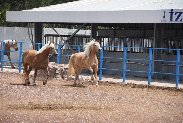 İzmir'de fayton dönemi kapandı (2)