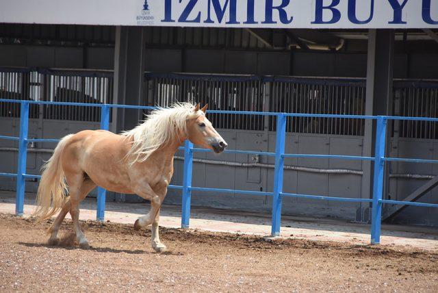 İzmir'de fayton dönemi kapandı (2)