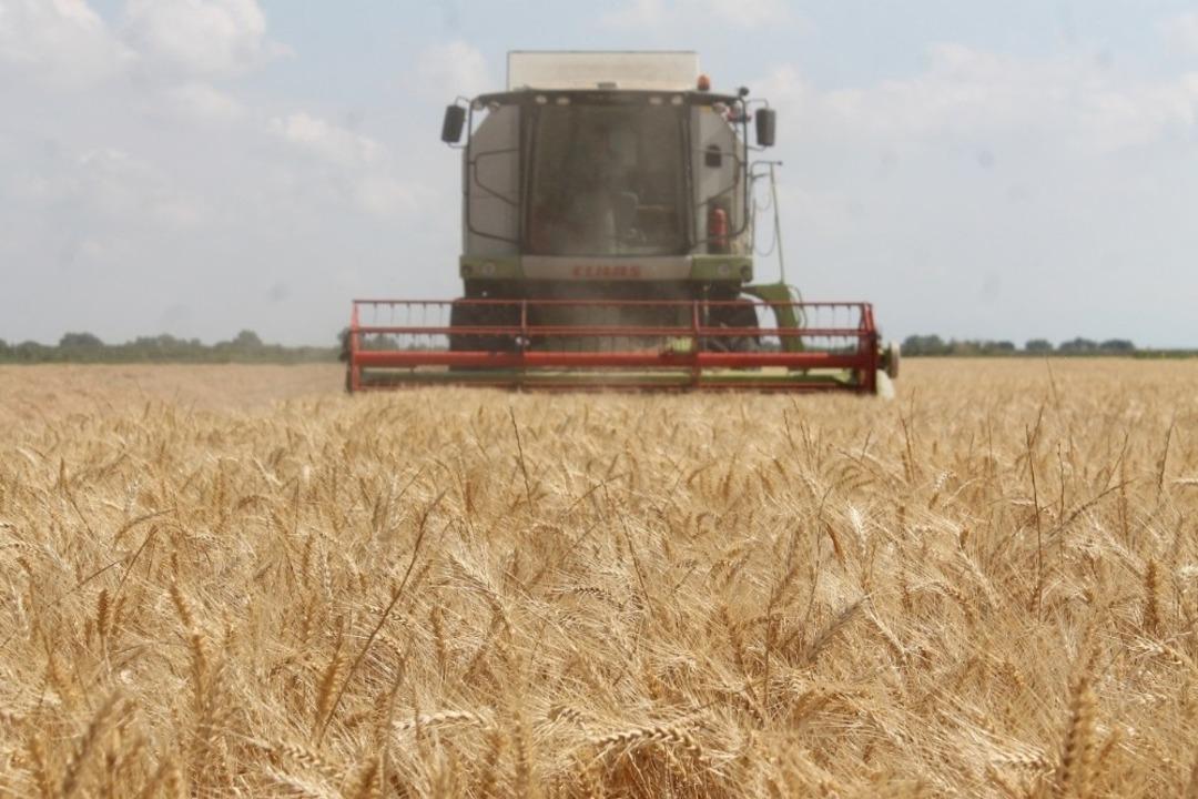 Manyas&rsquo;ta hububat hasadı başladı