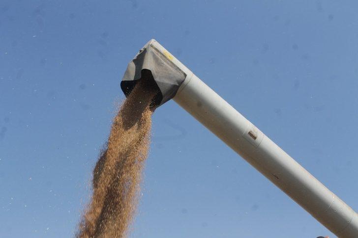 Manyas’ta hububat hasadı başladı G2