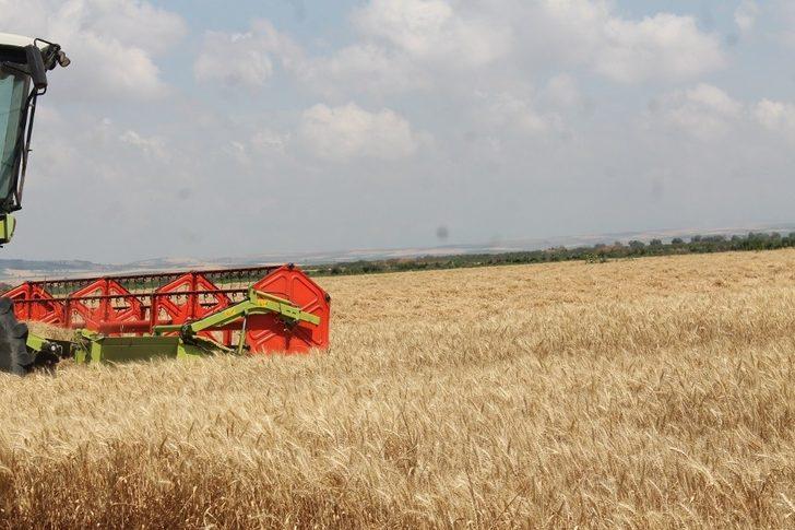 Manyas’ta hububat hasadı başladı G3