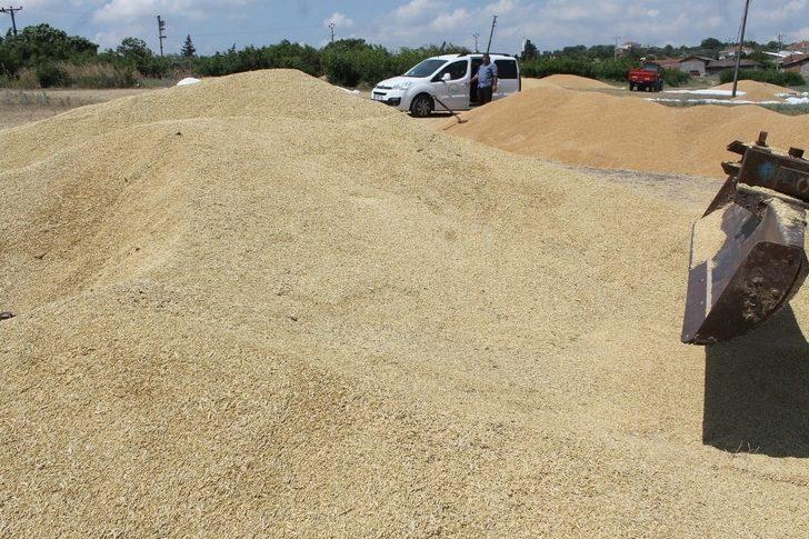 Manyas’ta hububat hasadı başladı G4