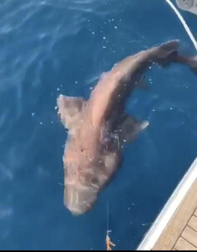 (Düzeltme) Antalya’da 2 metre boyunda köpek balığı yakalandı