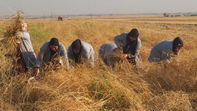 Mardin’de hububatçılar ithalata sınırlama bekliyor