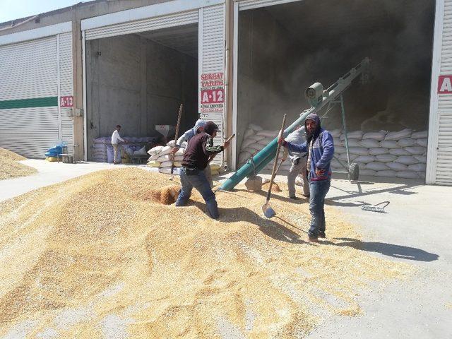 Mardin’de hububatçılar ithalata sınırlama bekliyor