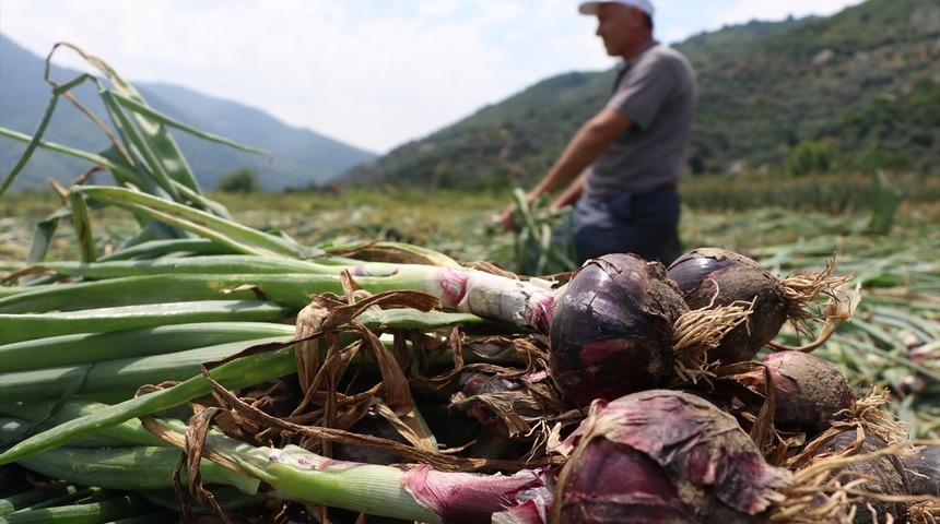  Avrupa ve Orta Doğu &uuml;lkeleri de 'Balık soğanı' istiyor
