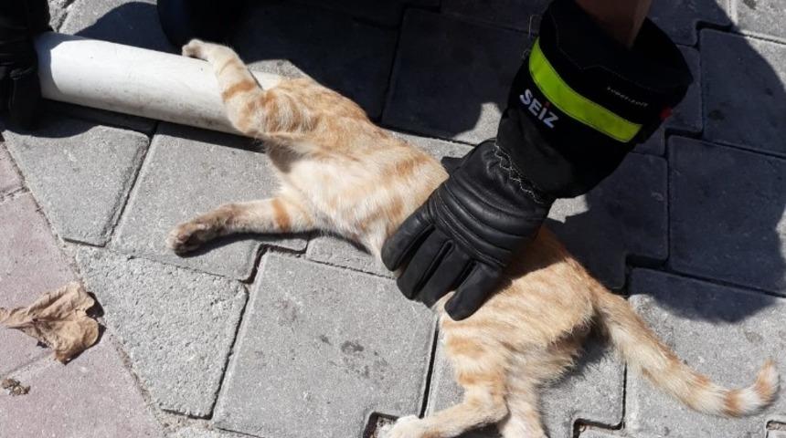 Kafası boruya sıkışan kediyi itfaiye kurtardı