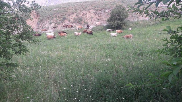 Hakkari’de başıboş hayvan sorunu