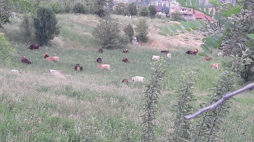 Hakkari&rsquo;de başıboş hayvan sorunu