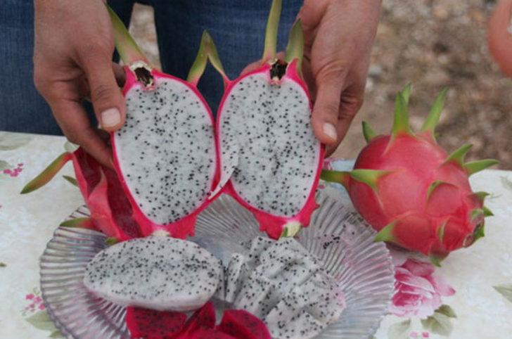 Mersin'de üretiyor, tanesini 15 liradan satıyor G1