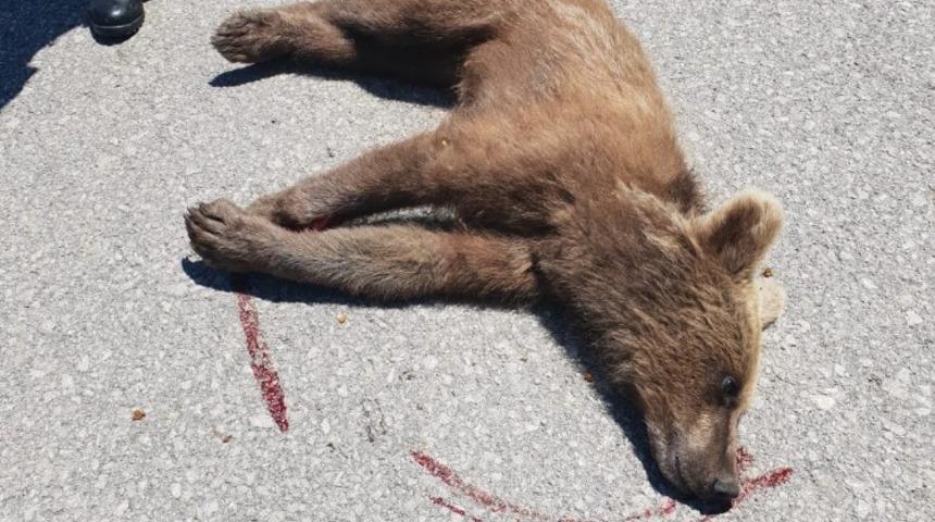 Aracın &ccedil;arptığı yavru ayı &ouml;ld&uuml;