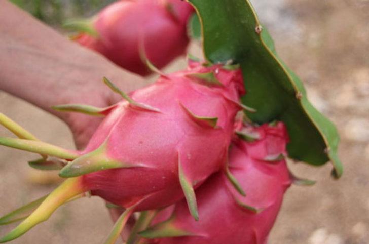 Mersin'de üretiyor, tanesini 15 liradan satıyor G3