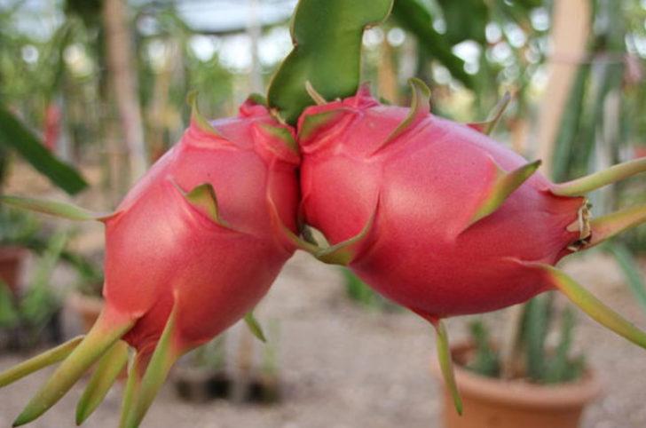 Mersin'de üretiyor, tanesini 15 liradan satıyor G5