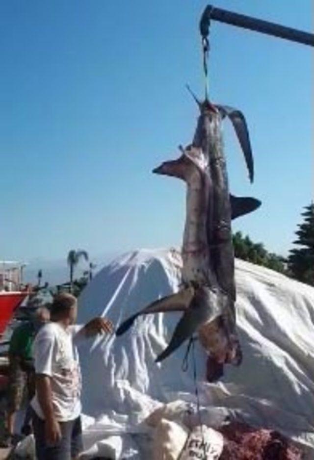 Fethiye'de balıkçıların ağına 400'er kiloluk 2 köpek balığı takıldı