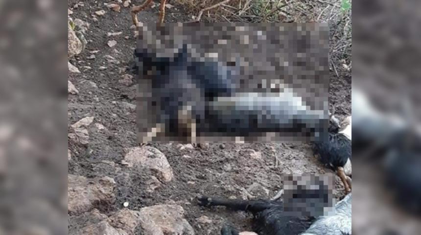 Ahıra yıldırım düştü, 10 küçükbaş hayvan telef oldu