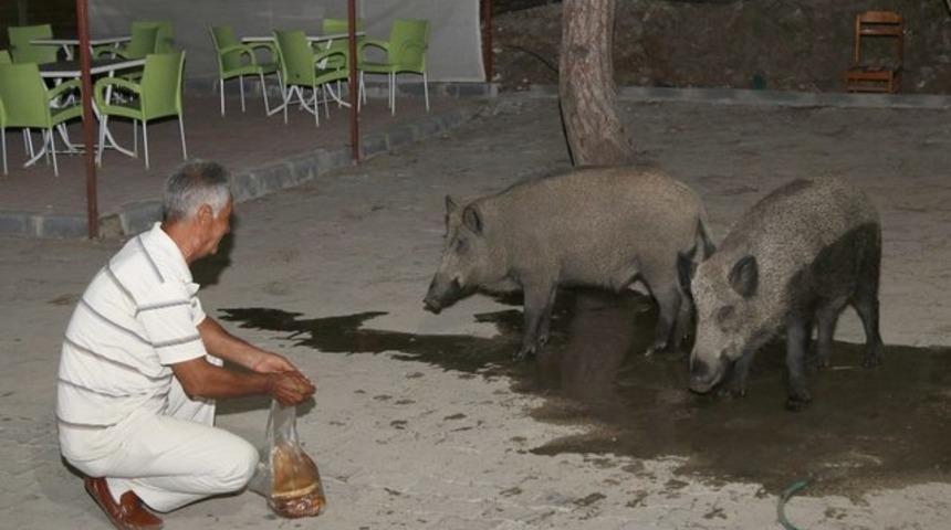 Yaban domuzlarını elleriyle besliyor