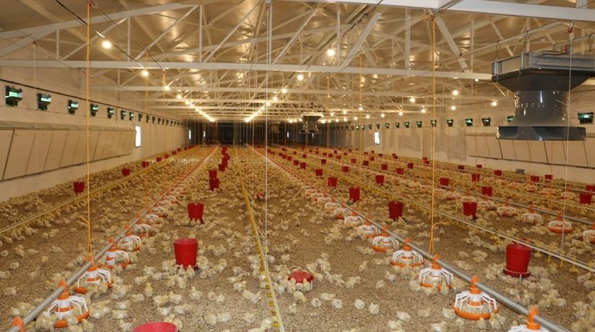 Erzincan&rsquo;da etlik pili&ccedil; yetiştiriciliğine ilgi artıyor