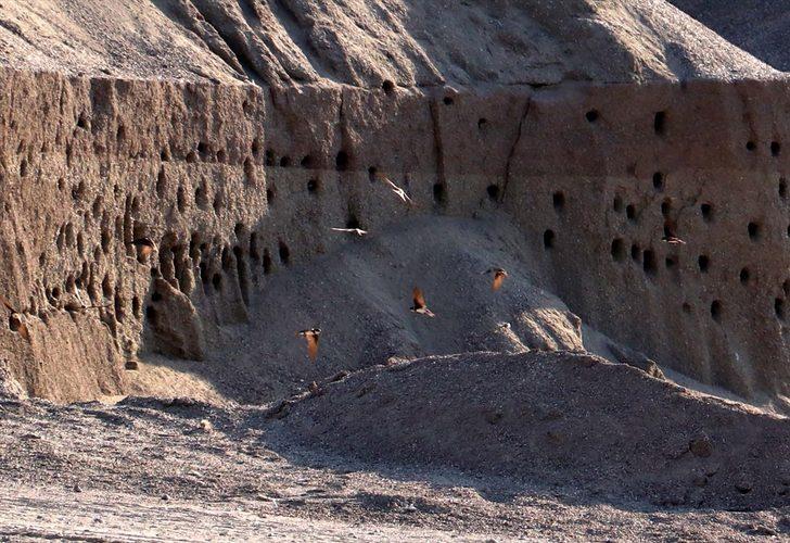 Kırlangıç yuvaları için zarar etmeyi göze aldılar G1