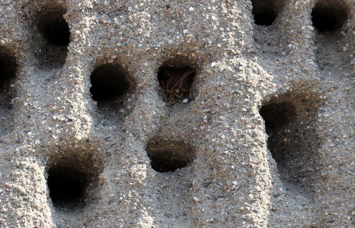 Kırlangıç yuvaları için zarar etmeyi göze aldılar G2