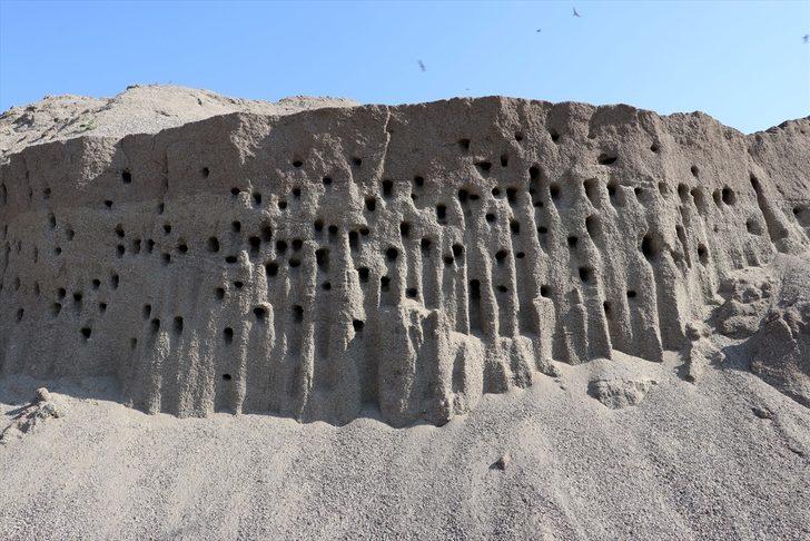 Kırlangıç yuvaları için zarar etmeyi göze aldılar G3