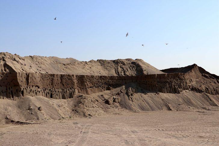 Kırlangıç yuvaları için zarar etmeyi göze aldılar G4