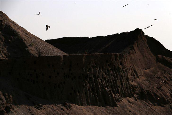 Kırlangıç yuvaları için zarar etmeyi göze aldılar G5