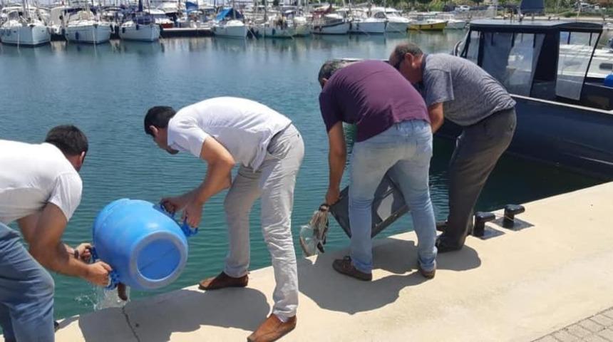Didim&rsquo;de deniz patlıcanı avcılarına ge&ccedil;it yok
