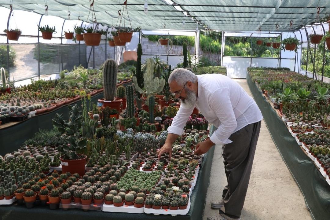 Yağmurun başkenti Rize&rsquo;de kakt&uuml;s yetiştiriyor
