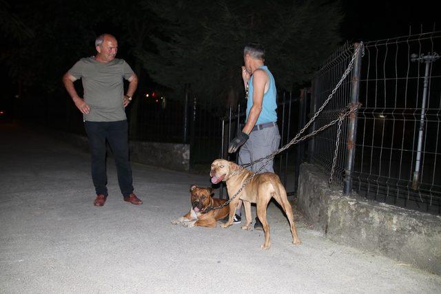 Çocuk parkı girişine bırakılan 2 pitbull korkuttu