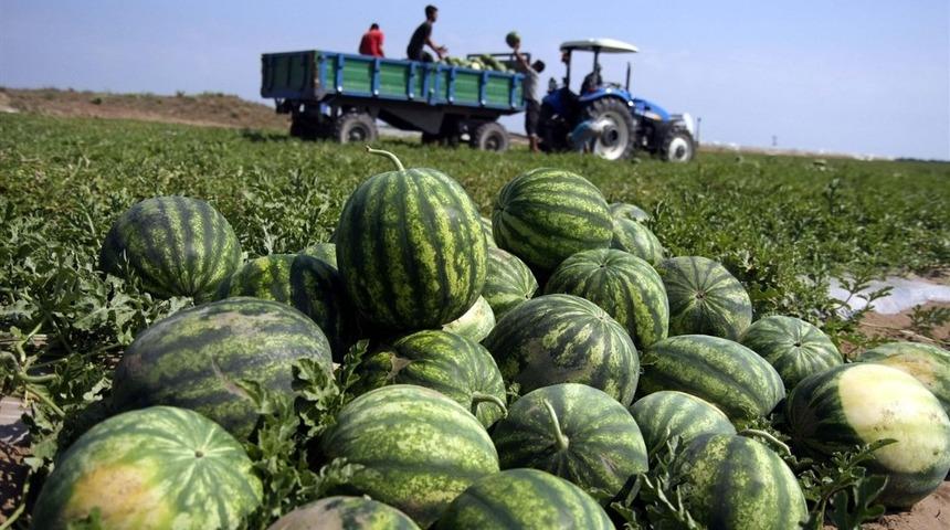 Antalya&rsquo;da karpuz &uuml;retimi 500 bin tona ulaştı