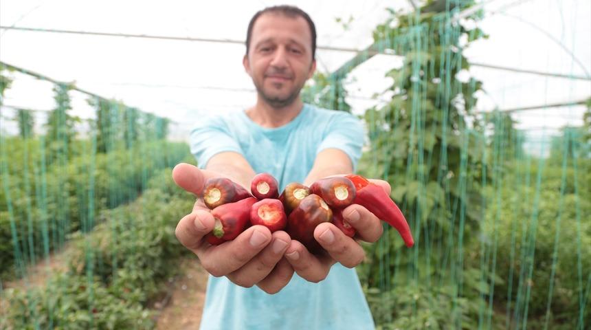  Aflatoksinden arındırılmış biber tohumu geliştirdi