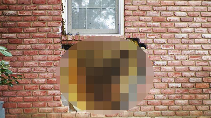 Akıl alır gibi değil! Evin duvarının i&ccedil;ine gizlenen devasa arı kovanı