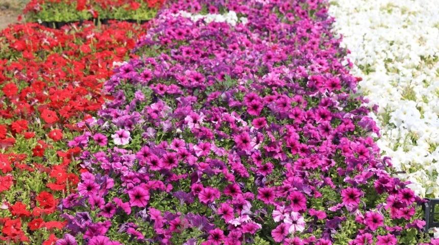 &Uuml;niversitede yetiştirilen &ccedil;i&ccedil;ekler K&uuml;lliye&rsquo;yi s&uuml;sleyecek