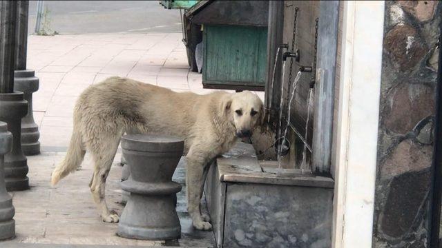 Musluktan su içen köpek ilgi odağı oldu