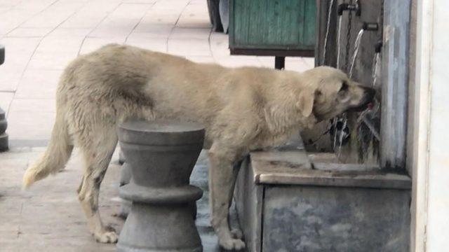 Musluktan su içen köpek ilgi odağı oldu