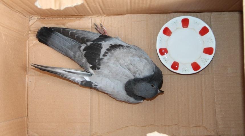 Yaralı güvercine vatandaşlar sahip çıktı