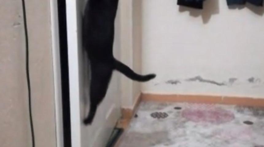 Patisiyle kapıyı a&ccedil;an kedi fenomen oldu