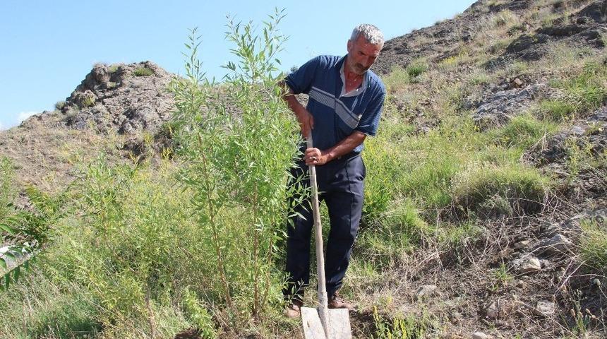 Taş &uuml;st&uuml;nde fidan yetiştirip erozyonu &ouml;nl&uuml;yor
