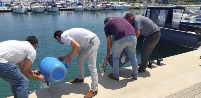 Didim'de deniz patlıcanı avcılarına ceza yağdı